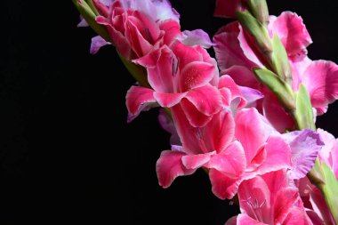 Siyah arka planda renkli Gladiolus çiçekleri 