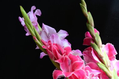 Siyah arka planda çiçek açan Gladiolus çiçekleri 