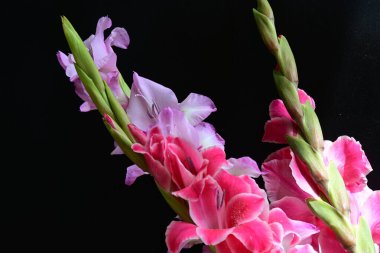 Siyah arka planda Gladiolus çiçeklerinin stüdyo çekimi 