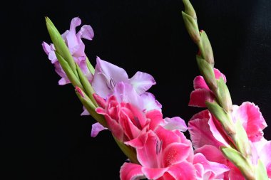 Siyah arka planda çiçek açan Gladiolus çiçekleri 