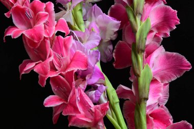 Güzel Gladiolus çiçekleri siyah arkaplanda 