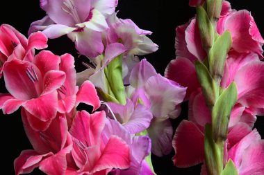 Siyah arka planda Gladiolus çiçeklerinin stüdyo çekimi 