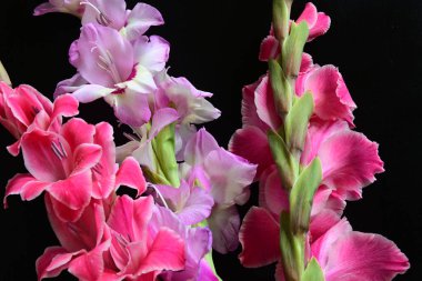 Güzel Gladiolus çiçekleri siyah arkaplanda 