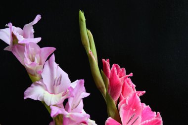 Siyah arka planda Gladiolus çiçeklerinin stüdyo çekimi 