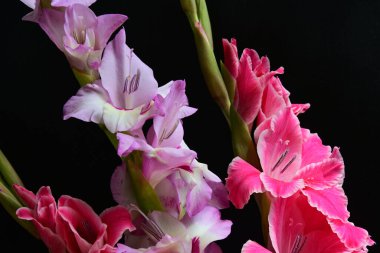 Siyah arka planda Gladiolus çiçeklerinin stüdyo çekimi 