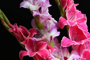 Siyah arka planda Gladiolus çiçeklerinin stüdyo çekimi 
