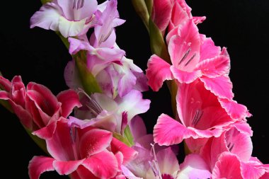 Siyah arka planda renkli Gladiolus çiçekleri 