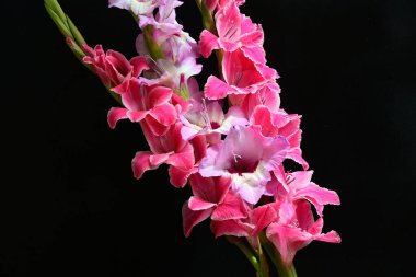 Yaz bitkisi. Siyah arkaplanda Gladiolus çiçekleri 