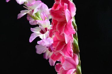 Siyah arka planda çiçek açan Gladiolus çiçekleri 