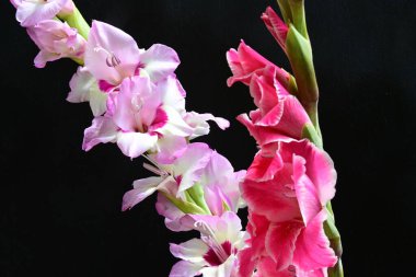 Siyah arka planda Gladiolus çiçeklerinin stüdyo çekimi 