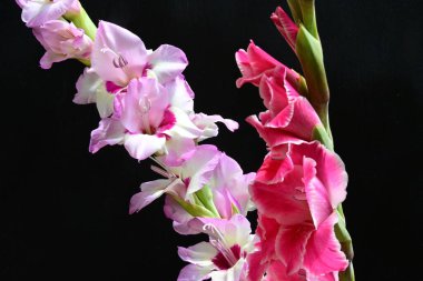 Siyah arka planda çiçek açan Gladiolus çiçekleri 