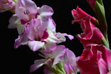 Yaz bitkisi. Siyah arkaplanda Gladiolus çiçekleri 