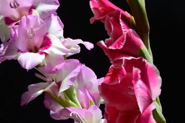 Güzel Gladiolus çiçekleri siyah arkaplanda 
