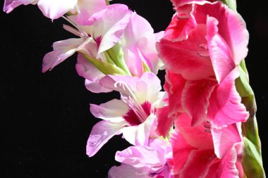 Güzel Gladiolus çiçekleri siyah arkaplanda 