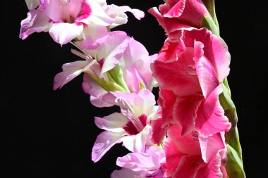 Siyah arka planda Gladiolus çiçeklerinin stüdyo çekimi 