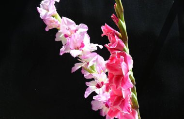 Siyah arka planda Gladiolus çiçeklerinin stüdyo çekimi 