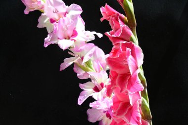 Siyah arkaplanda Gladiolus çiçekleri 