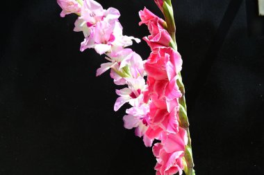 Siyah arka planda Gladiolus çiçeklerinin stüdyo çekimi 