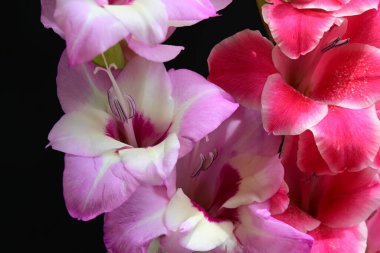 Çiçek açan makro çekim stüdyo siyah arka plan karşı 