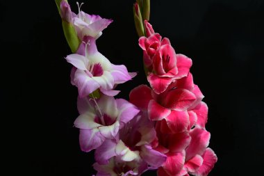 Çiçek açan makro çekim stüdyo siyah arka plan karşı 