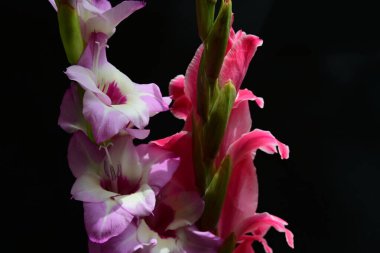 Siyah arkaplanda kırmızı ve pembe Gladiolus çiçeklerinin makro çekimi 