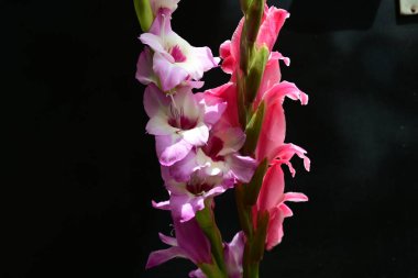 Çiçek açan makro çekim stüdyo siyah arka plan karşı 