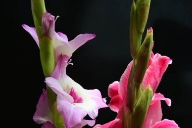 Çiçek açan makro çekim stüdyo siyah arka plan karşı 