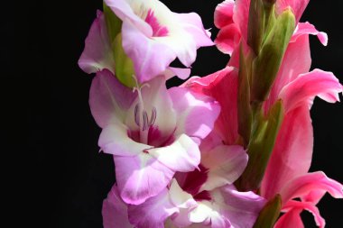 Çiçek açan makro çekim stüdyo siyah arka plan karşı 