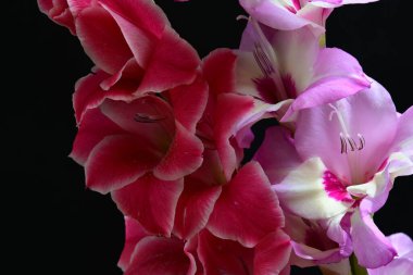 Siyah arkaplanda kırmızı ve pembe Gladiolus çiçekleri 