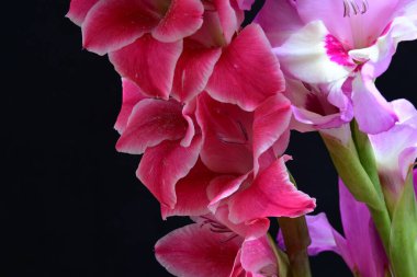 Çiçek açan makro çekim stüdyo siyah arka plan karşı 