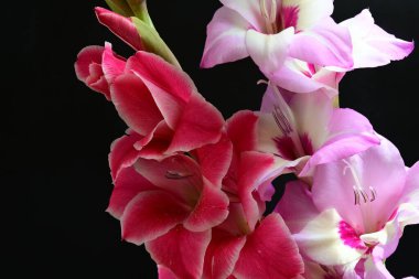 Çiçek açan makro çekim stüdyo siyah arka plan karşı 