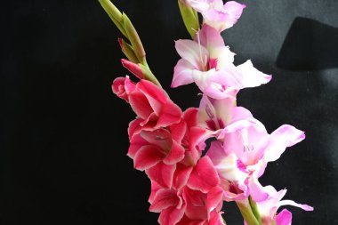 Çiçek açan Gladiolus çiçekleri siyah arkaplanda 