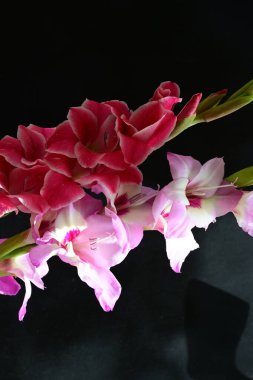 Çiçek açan Gladiolus çiçekleri siyah arkaplanda 