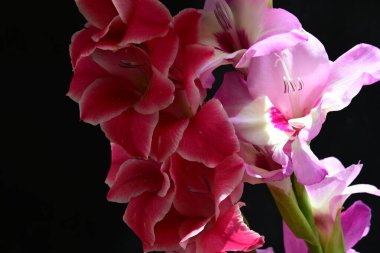 Çiçek açan Gladiolus çiçekleri siyah arkaplanda 