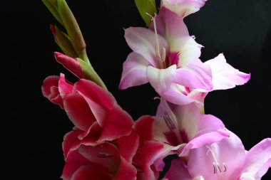 Çiçek açan Gladiolus çiçekleri siyah arkaplanda 