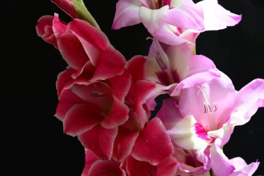 Çiçek açan Gladiolus çiçekleri siyah arkaplanda 