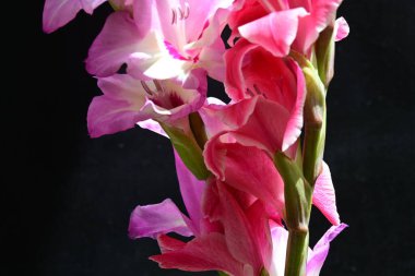 Çiçek açan Gladiolus çiçekleri siyah arkaplanda 