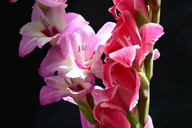 Siyah arkaplanda kırmızı ve pembe Gladiolus çiçeklerinin makro çekimi 