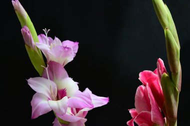 Stüdyonun siyah arka planına karşı renkli Gladiolus çiçeklerinin makro çekimi 