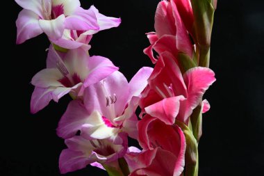 Siyah arkaplanda kırmızı ve pembe Gladiolus çiçeklerinin makro çekimi 