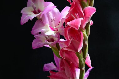 Siyah arkaplanda kırmızı ve pembe Gladiolus çiçeklerinin makro çekimi 