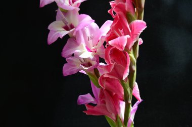 Stüdyonun siyah arka planına karşı renkli Gladiolus çiçeklerinin makro çekimi 