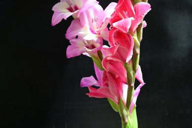 Siyah arkaplanda kırmızı ve pembe Gladiolus çiçeklerinin makro çekimi 