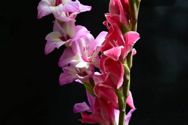 Siyah arkaplanda kırmızı ve pembe Gladiolus çiçeklerinin makro çekimi 