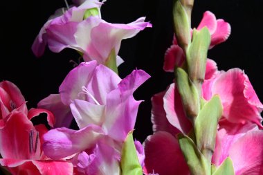 Siyah arkaplanda kırmızı ve pembe Gladiolus çiçekleri 