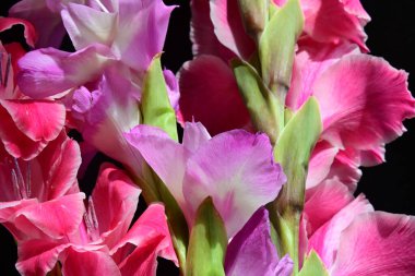 Çiçek açan makro çekim stüdyo siyah arka plan karşı 