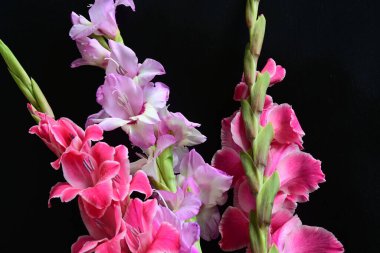 Siyah arkaplanda kırmızı ve pembe Gladiolus çiçekleri 