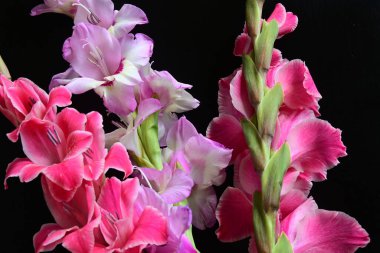 Siyah arkaplanda kırmızı ve pembe Gladiolus çiçeklerinin makro çekimi 
