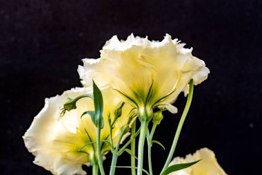 Yaz parkındaki güzel çiçekleri kapat.