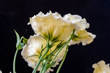 Yaz parkındaki güzel çiçekleri kapat.